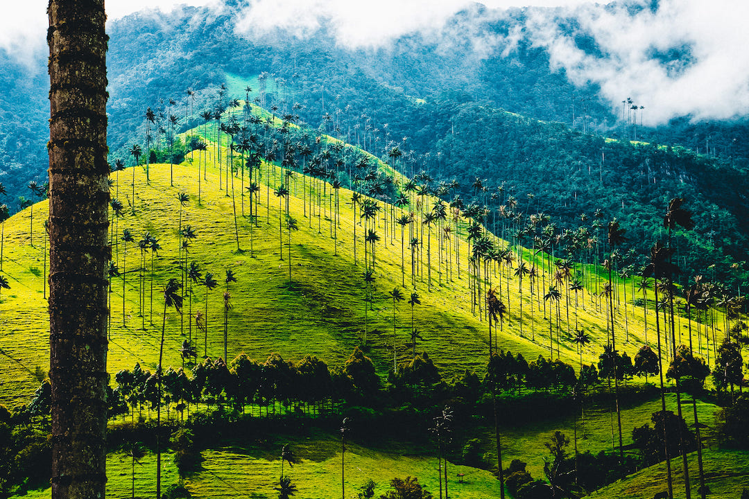 Cocora Valley Colombia - Passporter Blog