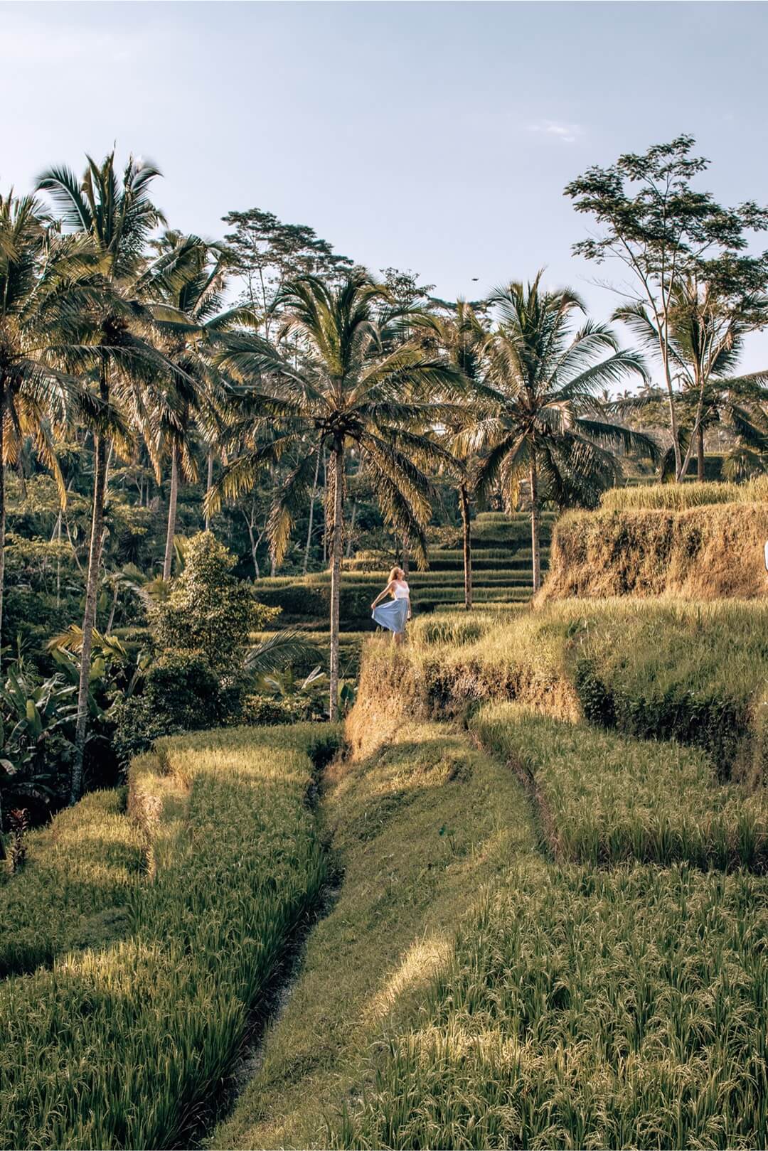 rizière à voir à Bali en Indonésie