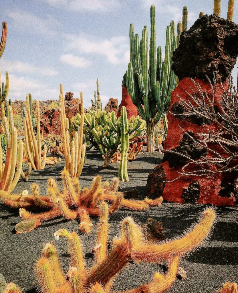 Jardín de Cactus de Lanzarote