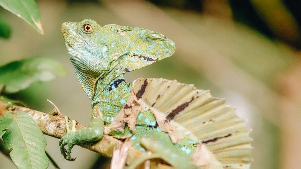 que faire faune de Tortuguero, Costa Rica