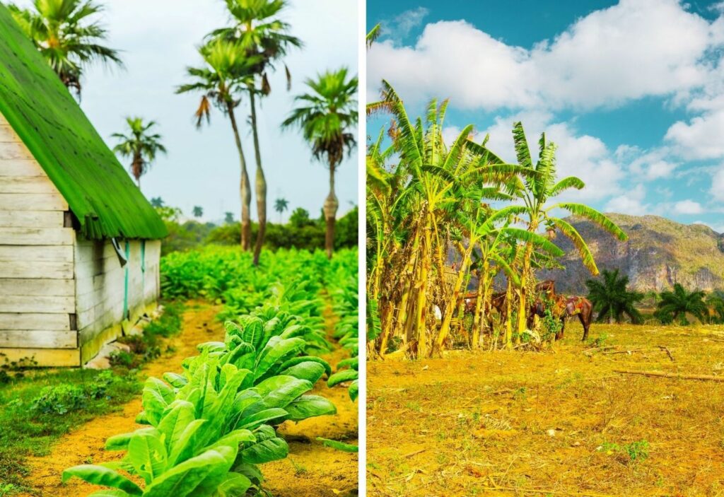 Valle de Viñales Cuba 