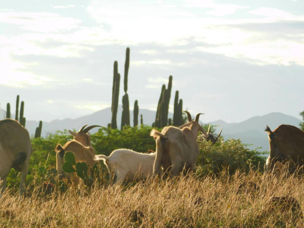 fauna y flora del desierto de la tatacoa