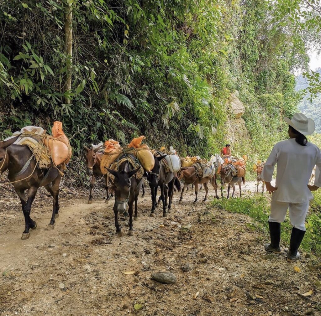 transporte por mulas na cidade perdida