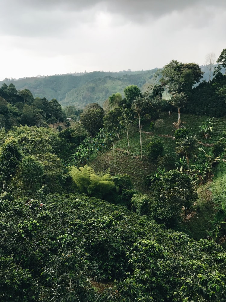 café em Manizales