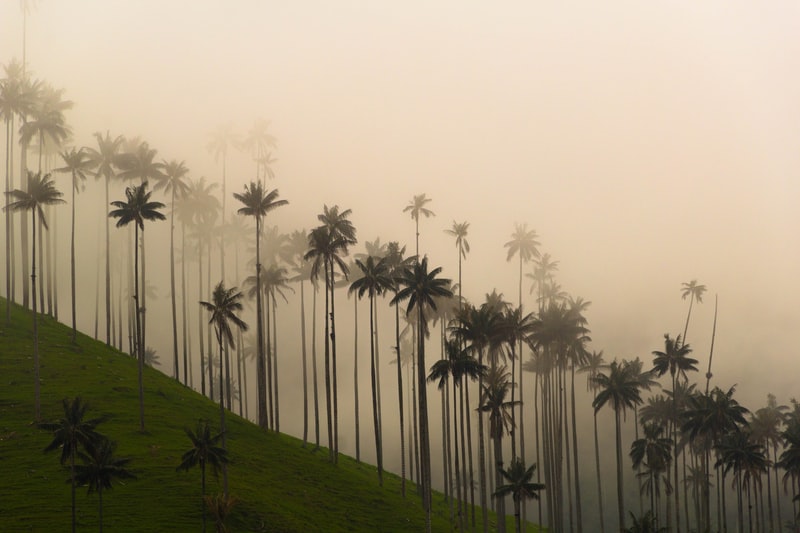 Palmiers de cire dans la vallée de Cocora