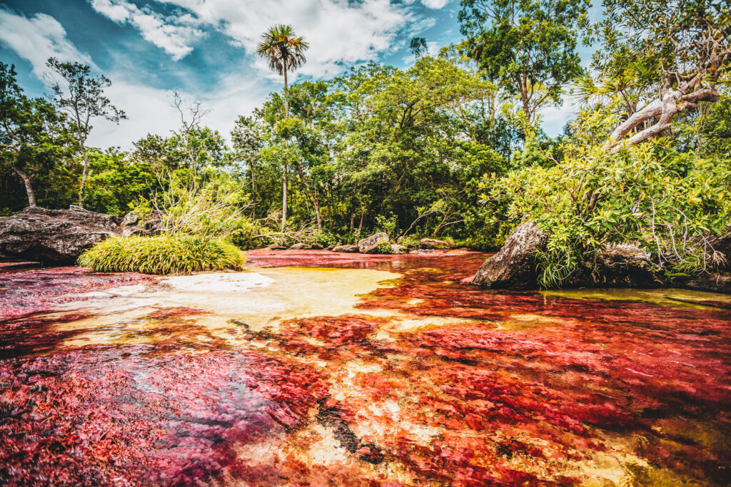 Caño Cristales na Colômbia