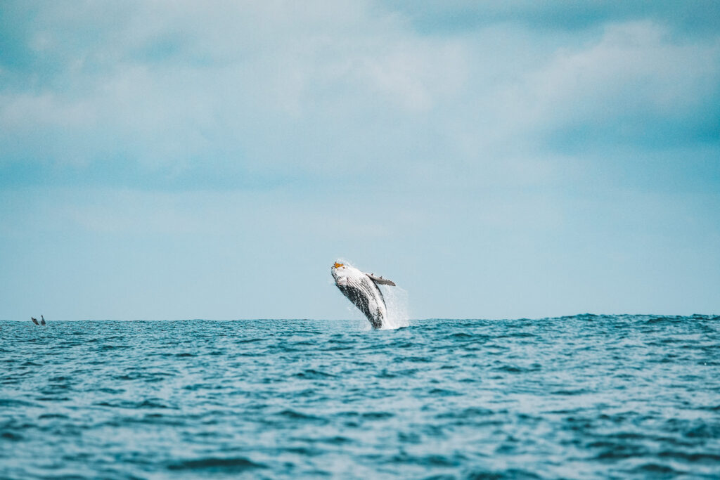 Baleines à Isla Gorgona Colombie