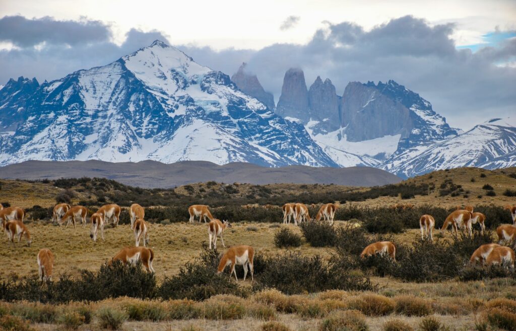 Parc national Torres del Paine Chili