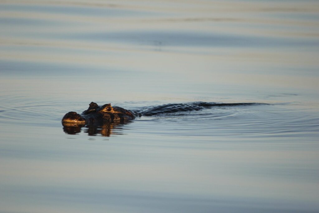 what-to-do-in-pantanal-4-days