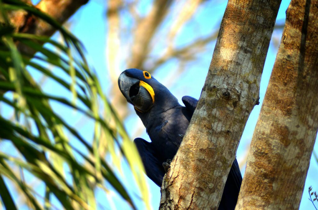 what-to-do-pantanal-brazil