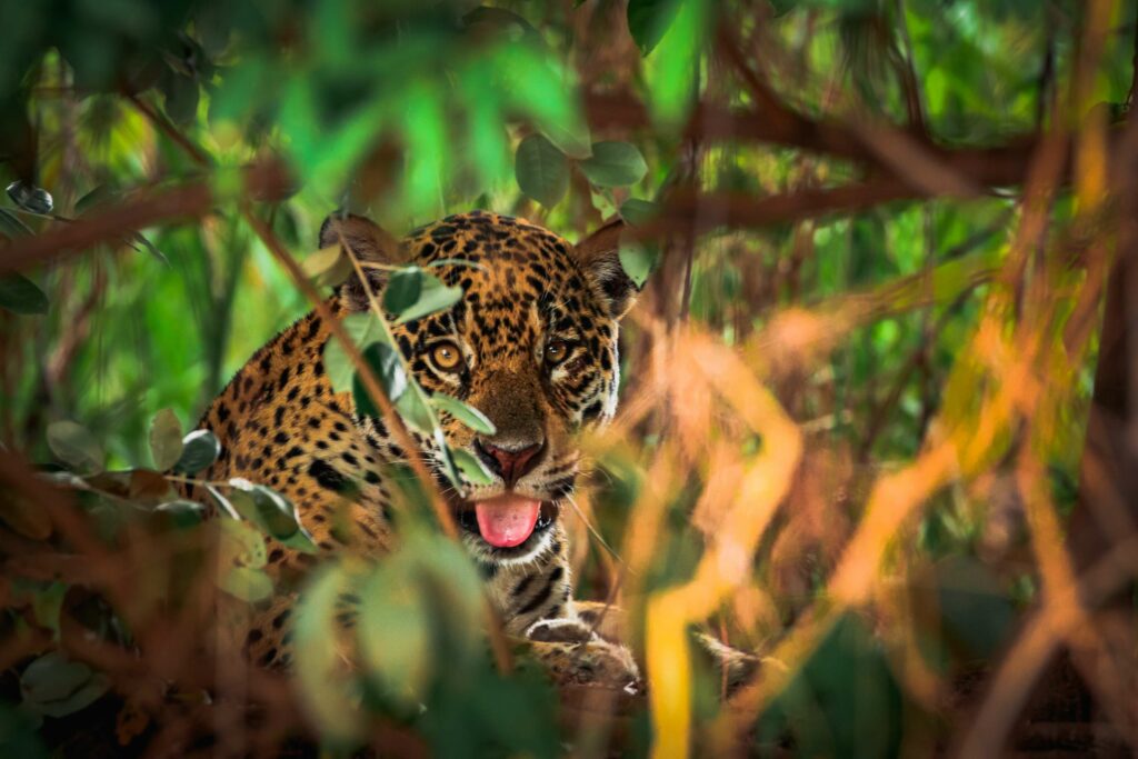 pantanal-en-brasil