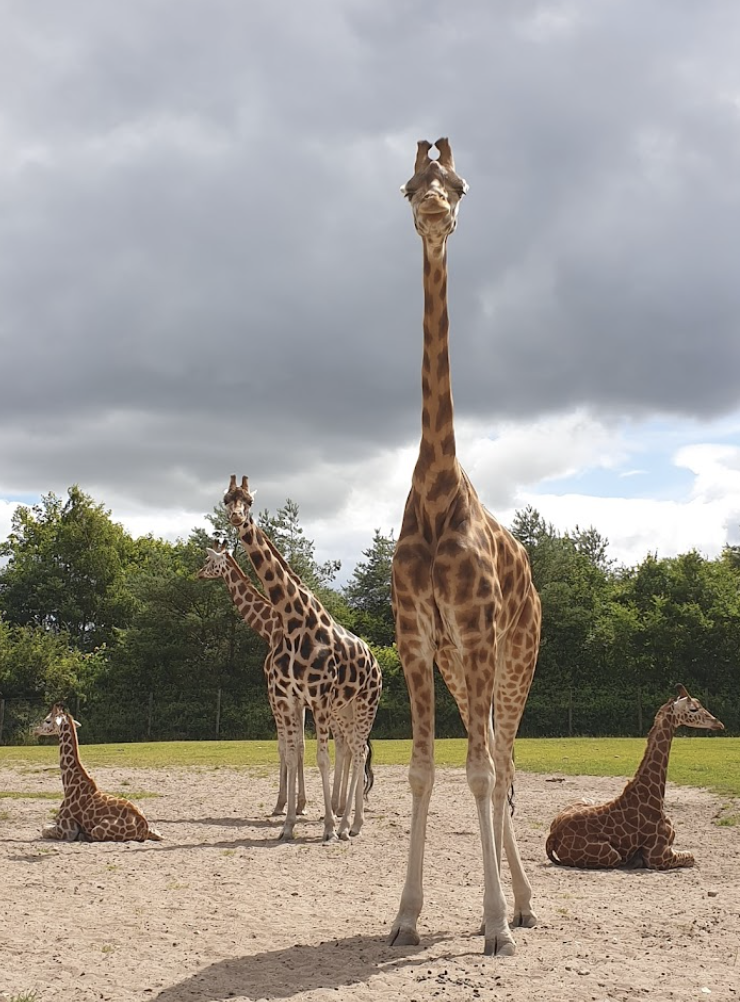 animaux zoo billund