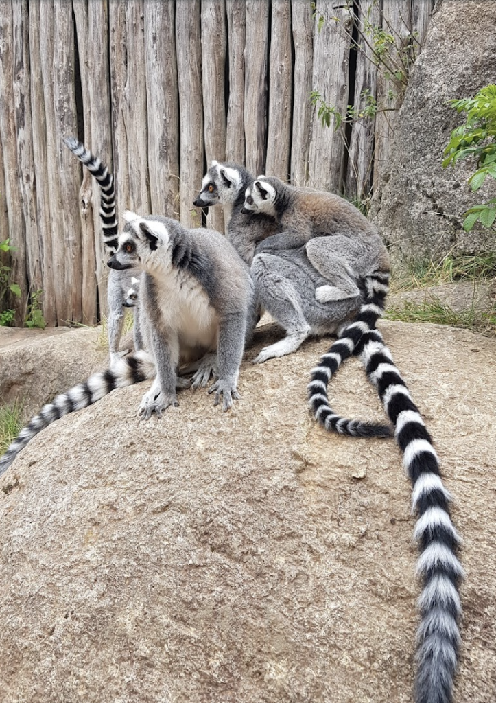 zoo billund