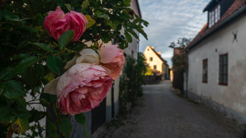 Rue Fiskargränd