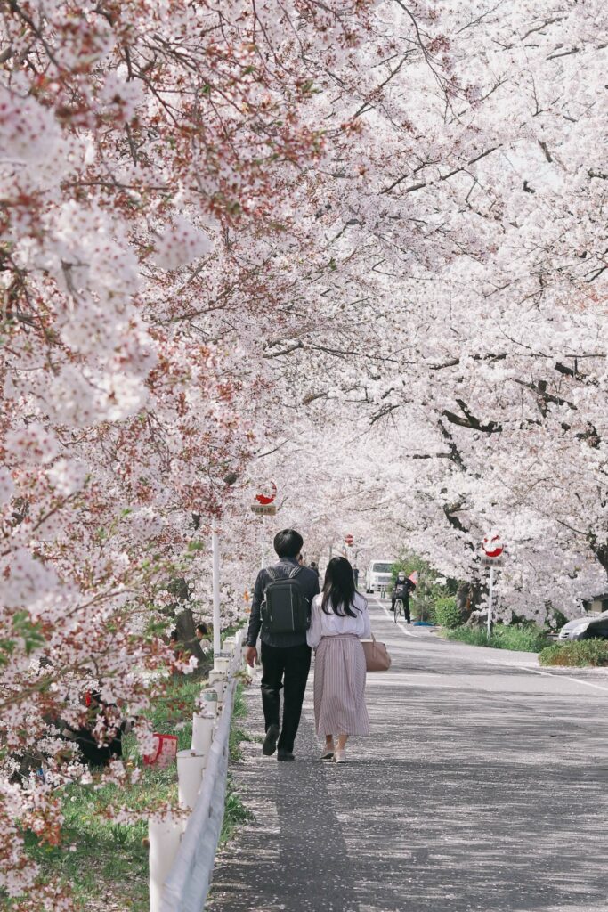 Hanami à voir au Japon