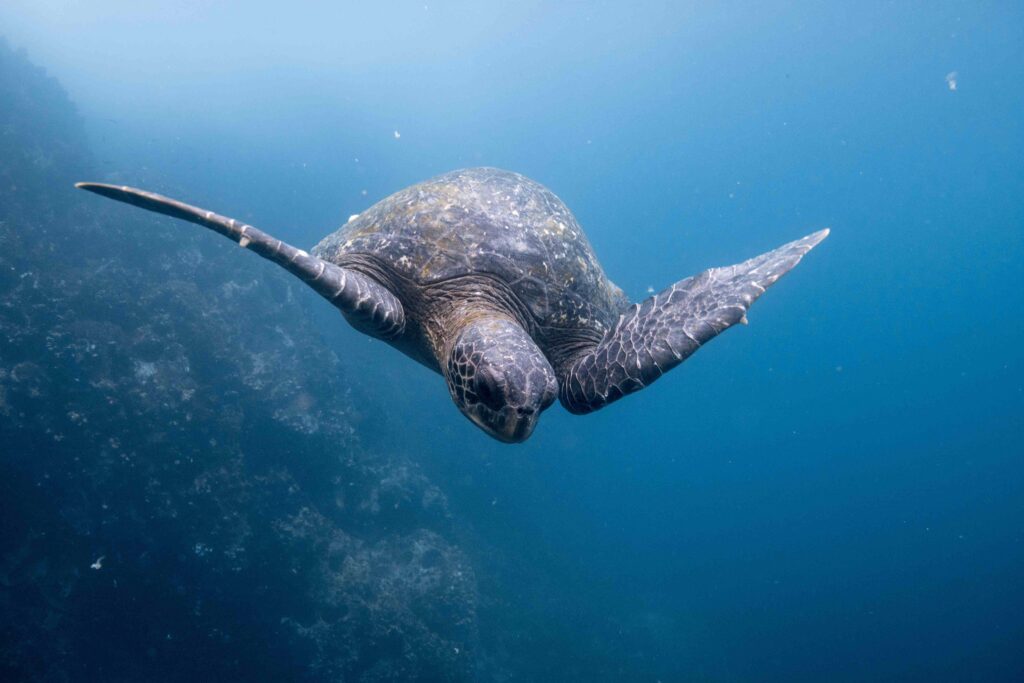 Fauna que ver en  islas galapagos