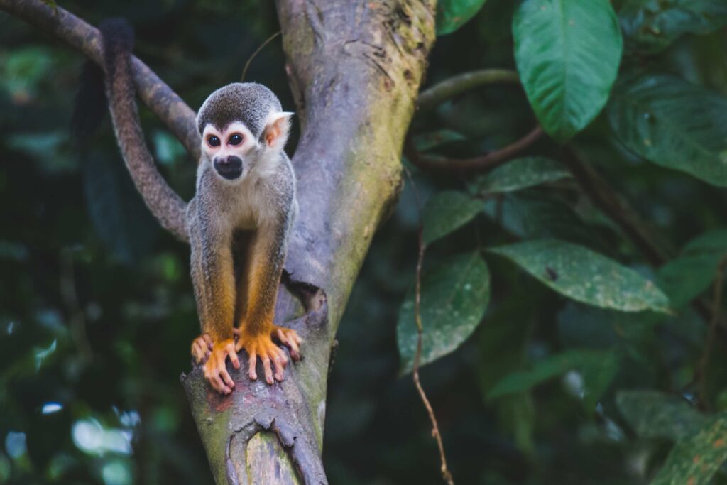 amazônia colômbia