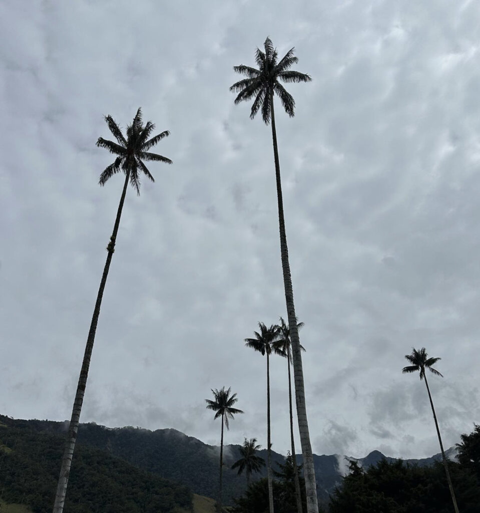 Cocora Colômbia