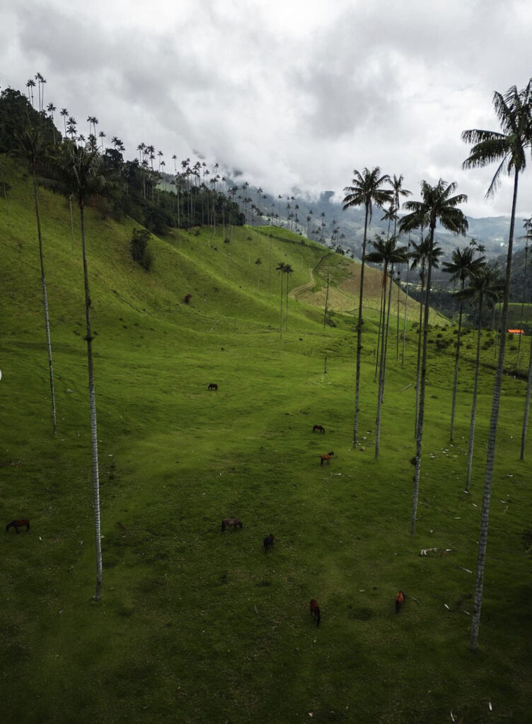 Bosque de las palmas no Valle del Cocora 