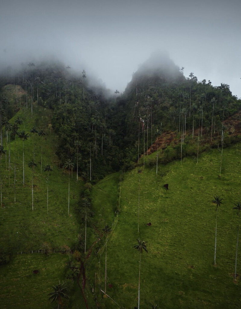 Bosque de las palmas no Valle del Cocora 