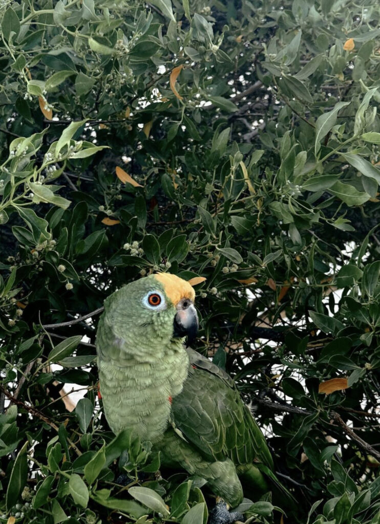 Turismo no Parque Canaima