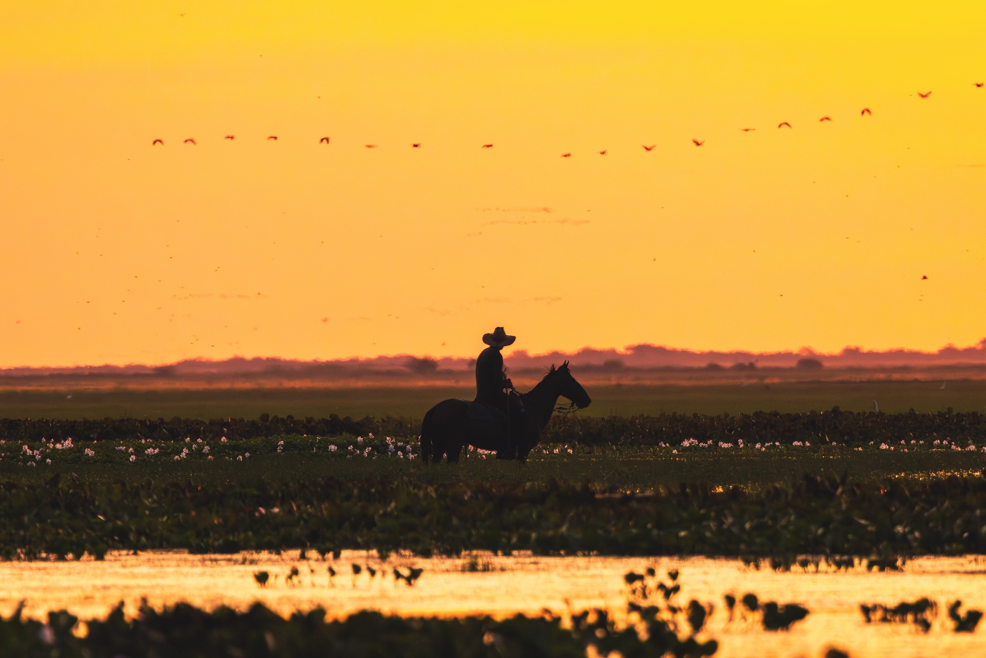 ¿Qué ver y hacer en los Llanos de Venezuela? Passporter Blog