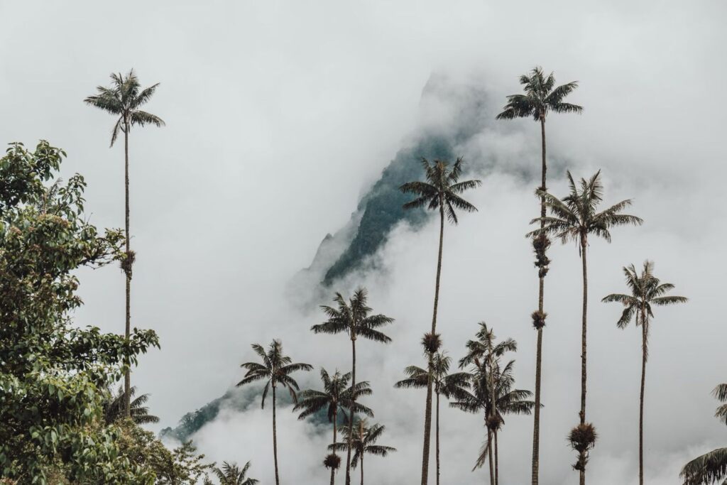 o que comer no Vale do Cocora