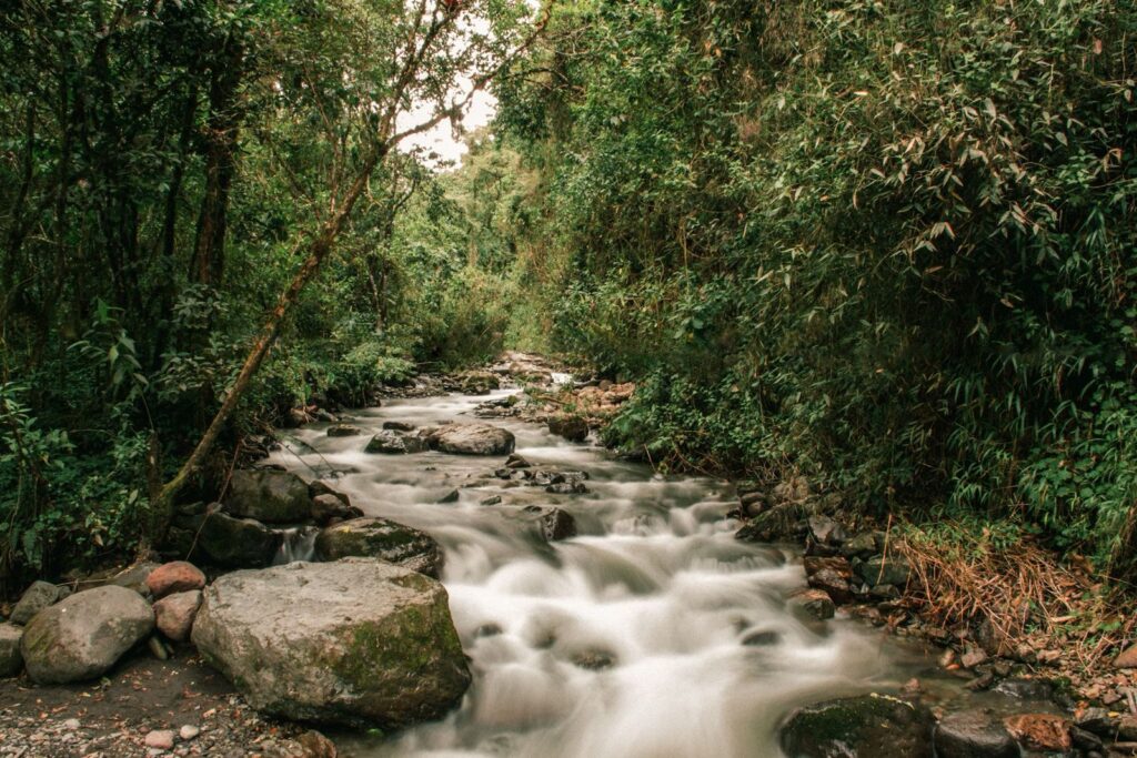 Organize sua viagem ao Vale do Cocora com o Passporter