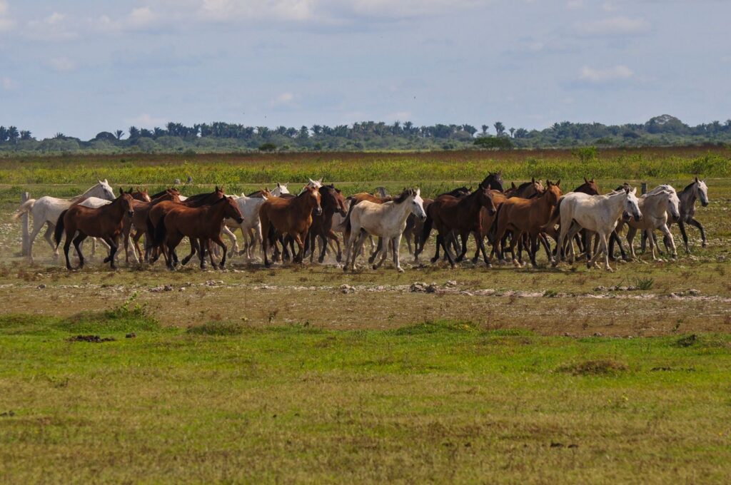 atividades para fazer nas planícies colombianas