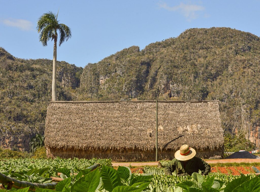 Campos de tabaco em Pinar del rio