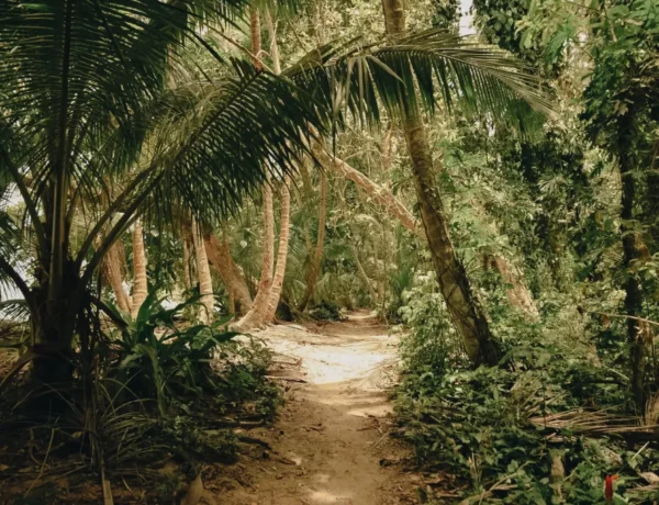 que faire à tortuguero