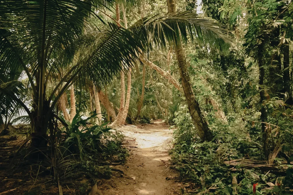 que faire à tortuguero