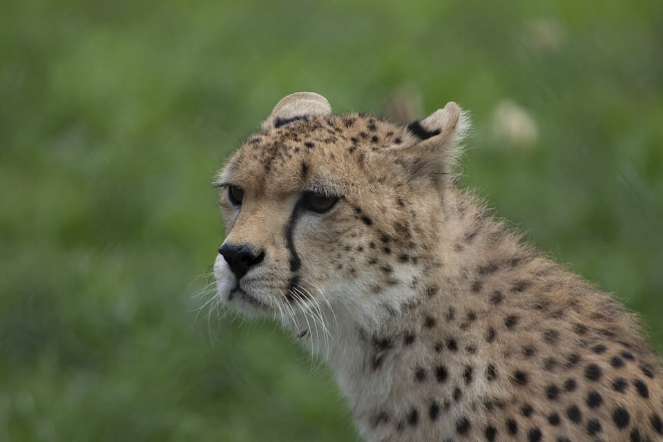 cobh zoo