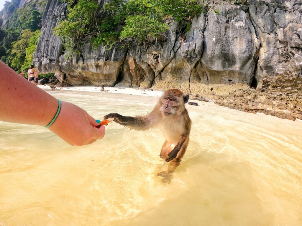 monkey beach îles phi phi thaïlande