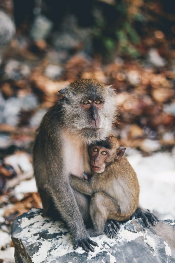 monkey beach Phuket