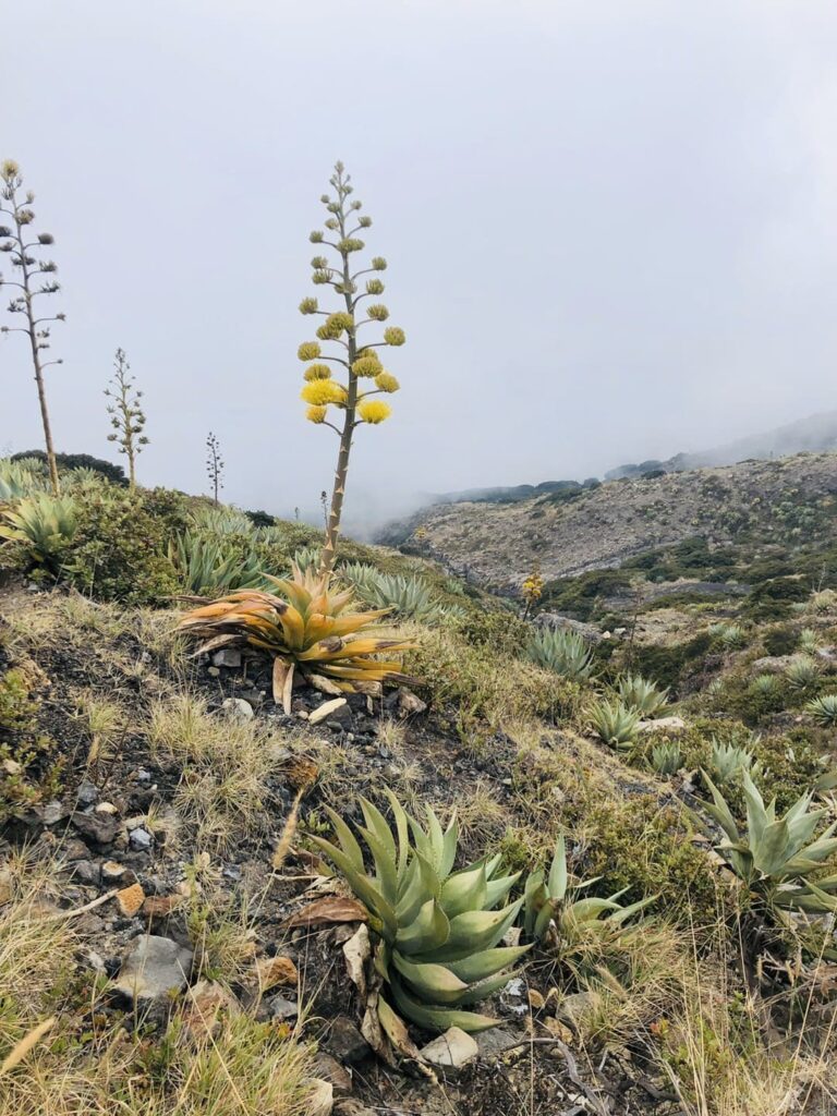 volcan santa ana voyage el salvador