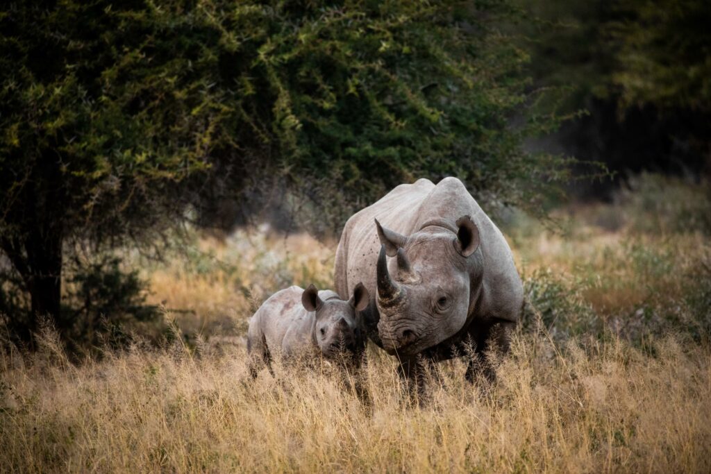 activites parc kruger