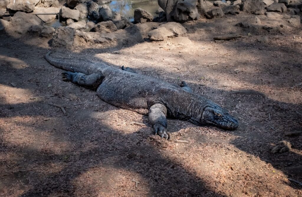 animal komodo