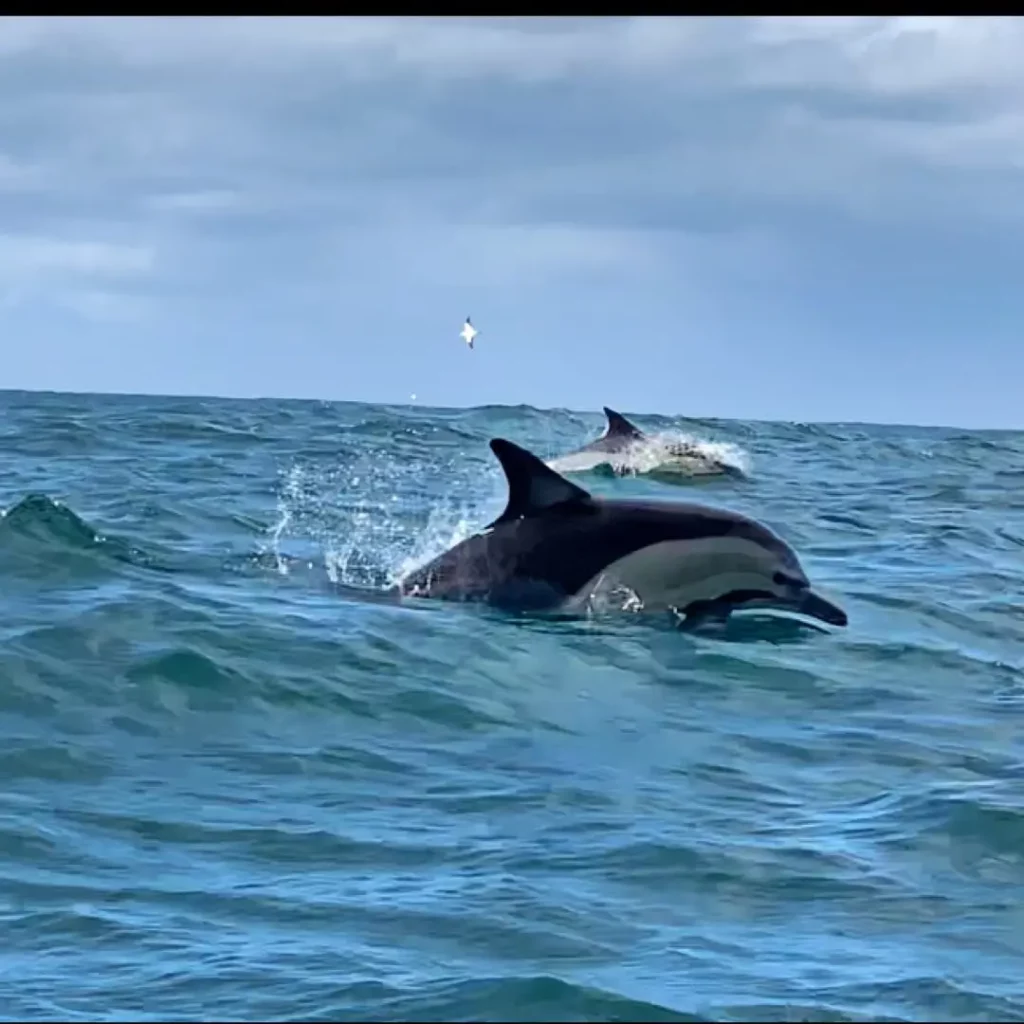 dauphins afrique du sud