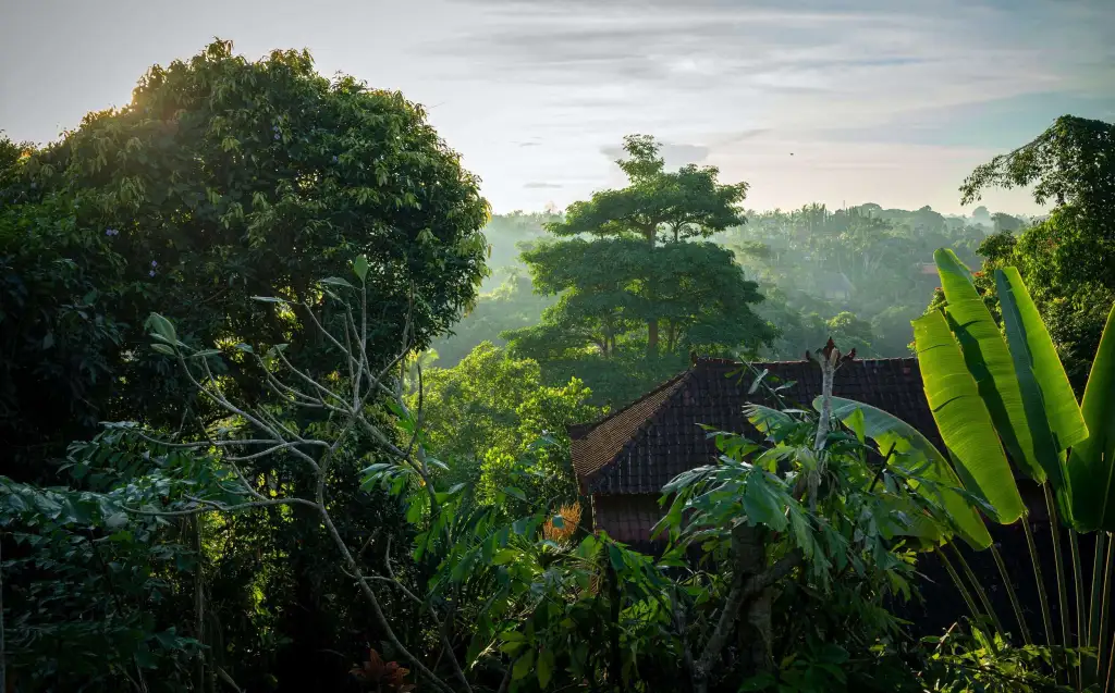 que faire à ubud