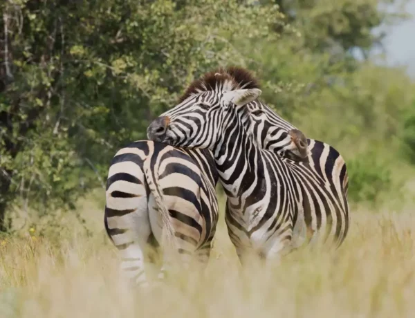 que faire au parc kruger