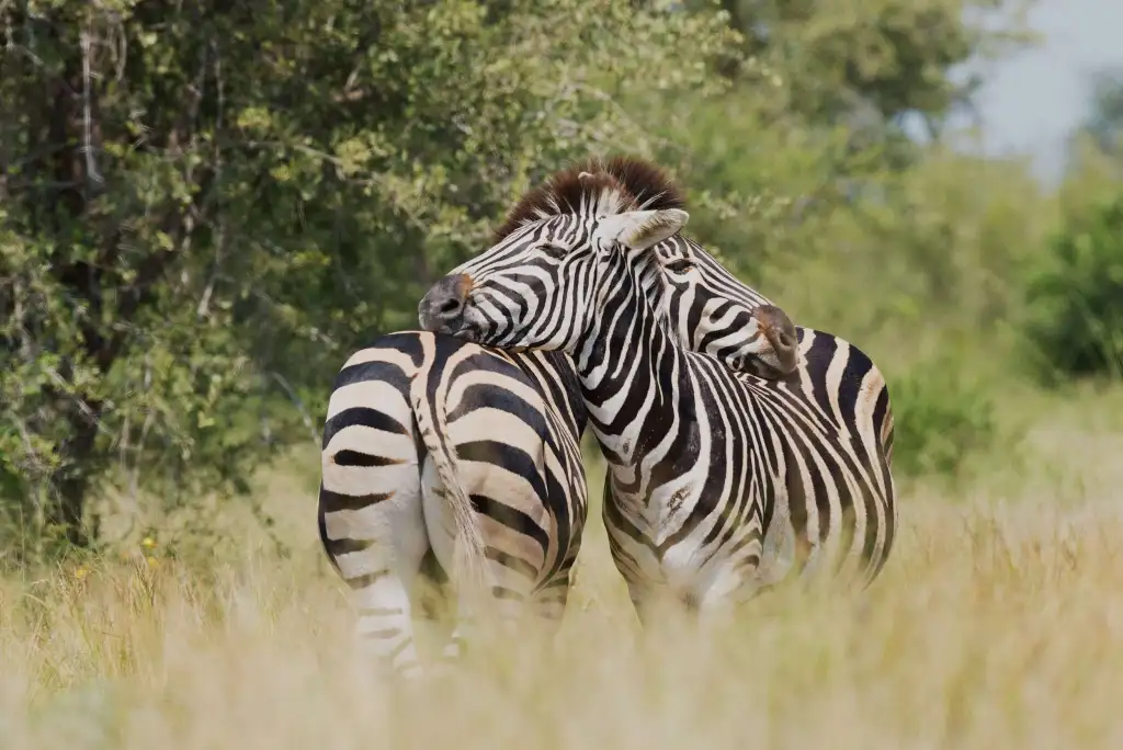 que faire au parc kruger