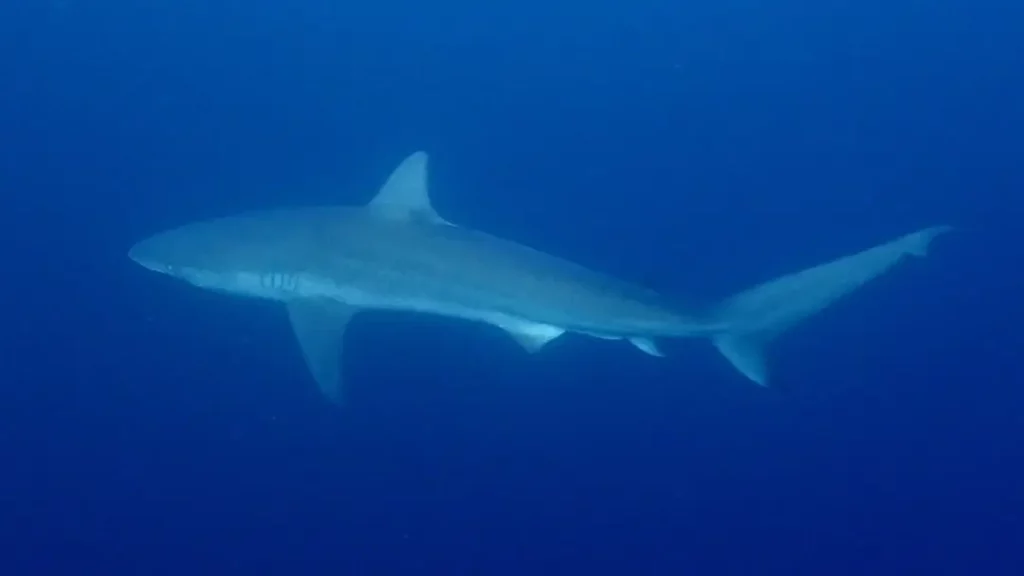 requins afrique du sud