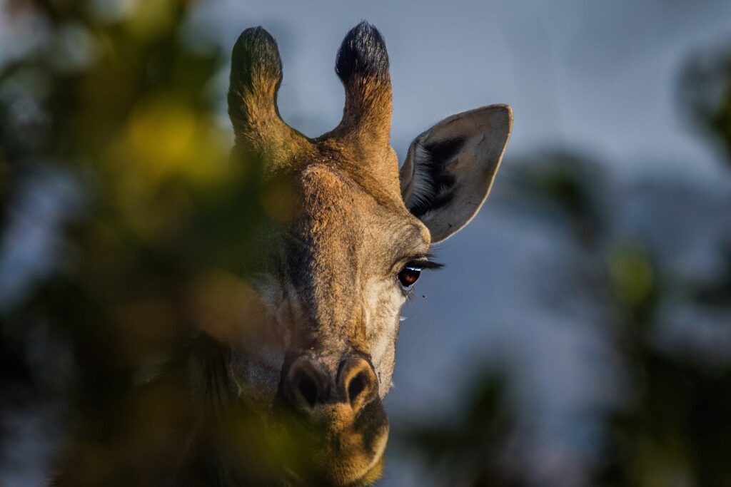 reserve naturelle bloemfontein