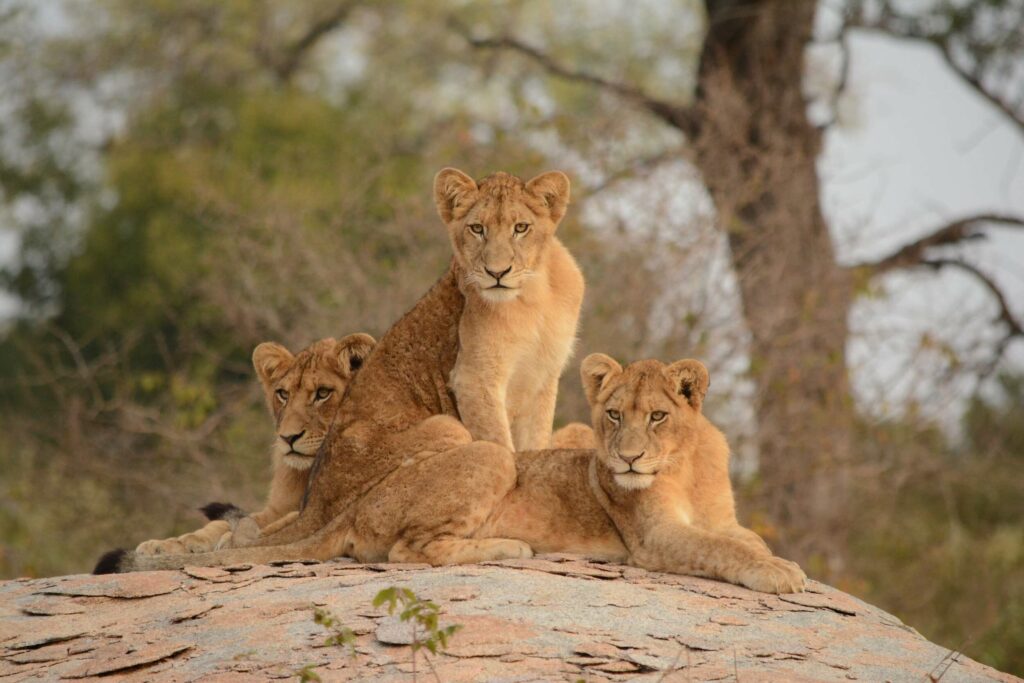 tourisme parc kruger