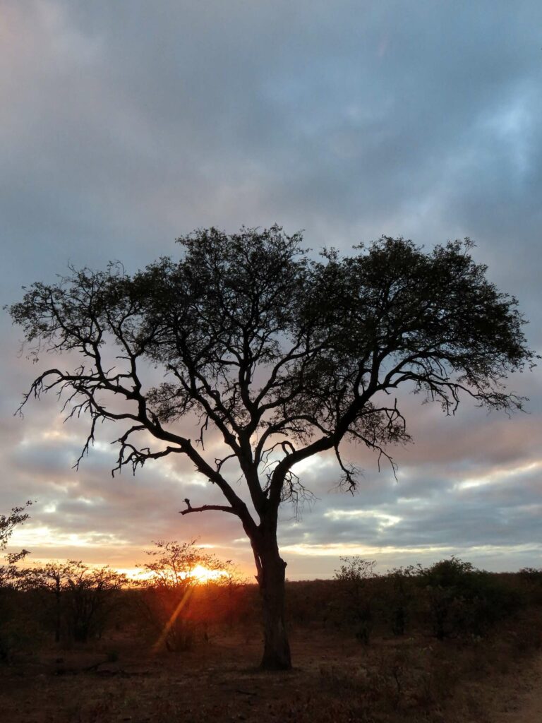 voyage parc kruger