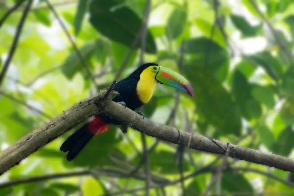 archipel coiba panama