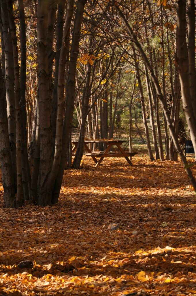 forets ankara