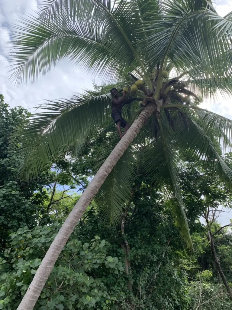 jungle coiba panama