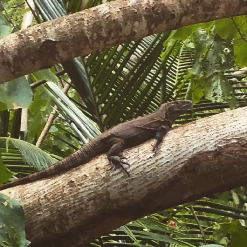 jungles panama